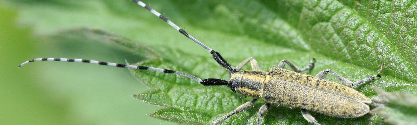 Agapanthia (Epoptes) villosoviridescens (De Geer, 1775)